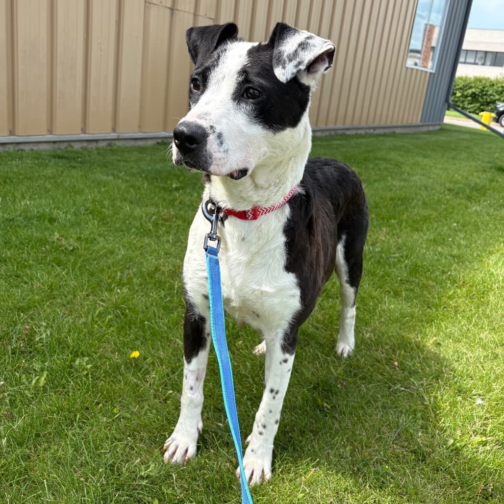Luv Luv - Terrier, Pit Bull available for adoption at Saskatoon SPCA in Saskatoon
