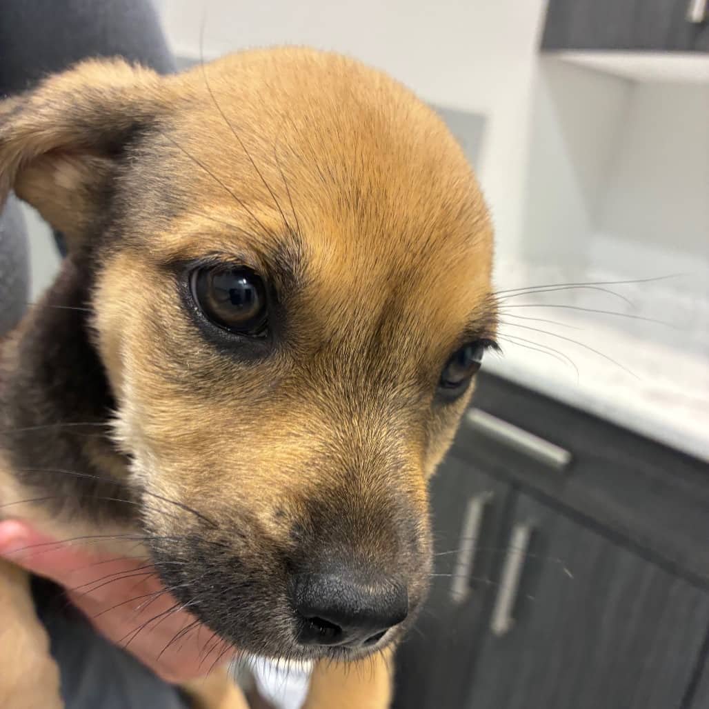 Amethyst - Mixed Breed (Medium) available for adoption