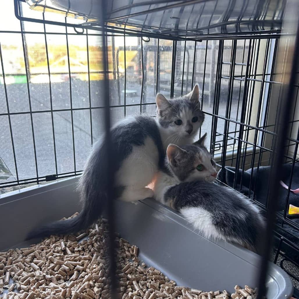 Zero - Domestic Shorthair cat available for adoption at SCARS in Edmonton