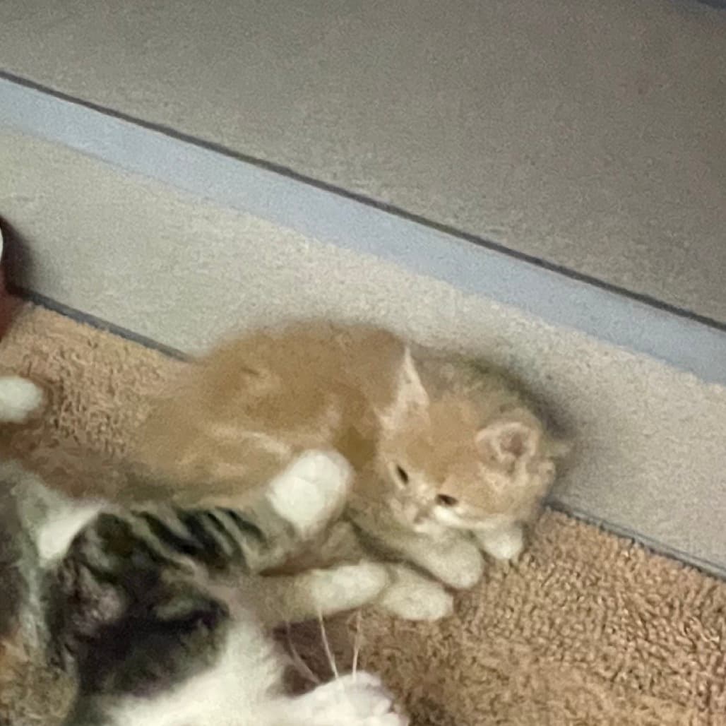 Dot - Domestic Shorthair cat available for adoption at Battlefords Humane Society in Saskatchewan