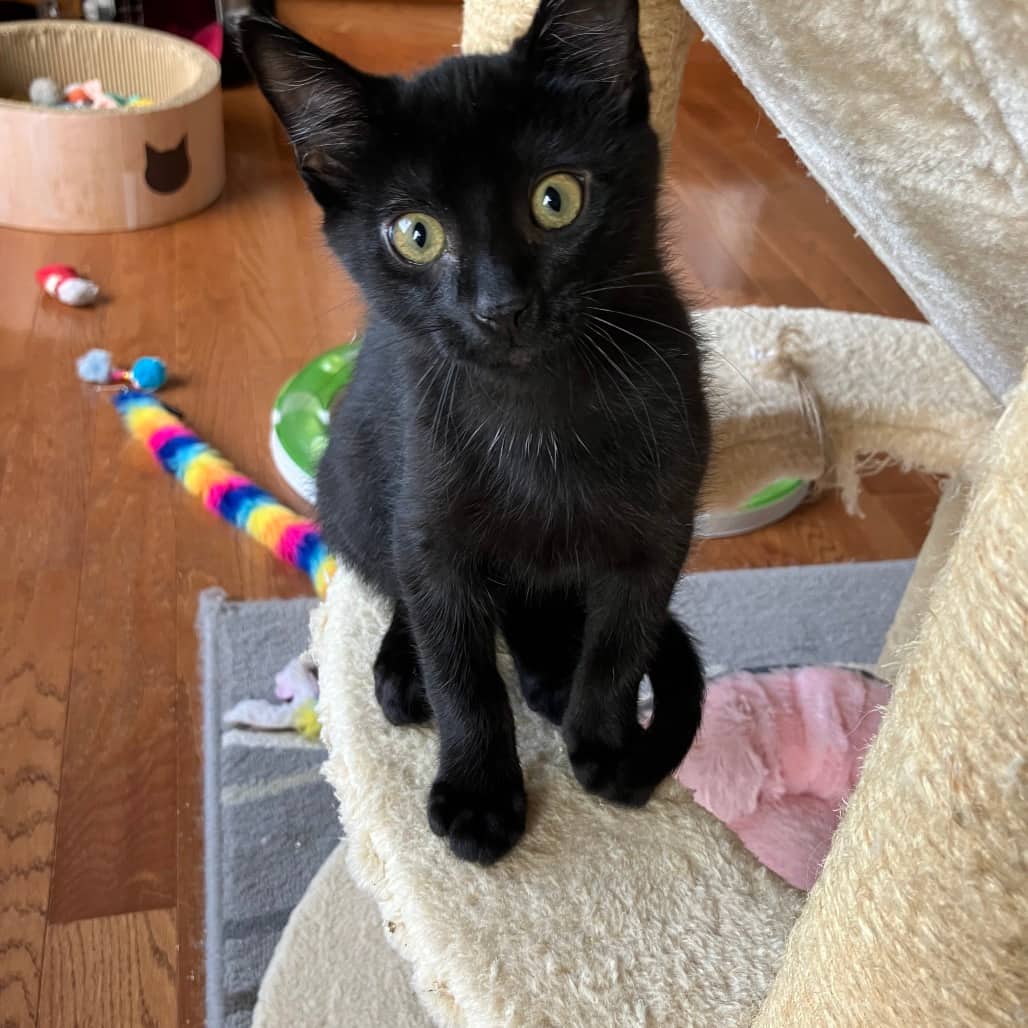Jelly - Domestic Shorthair available for adoption