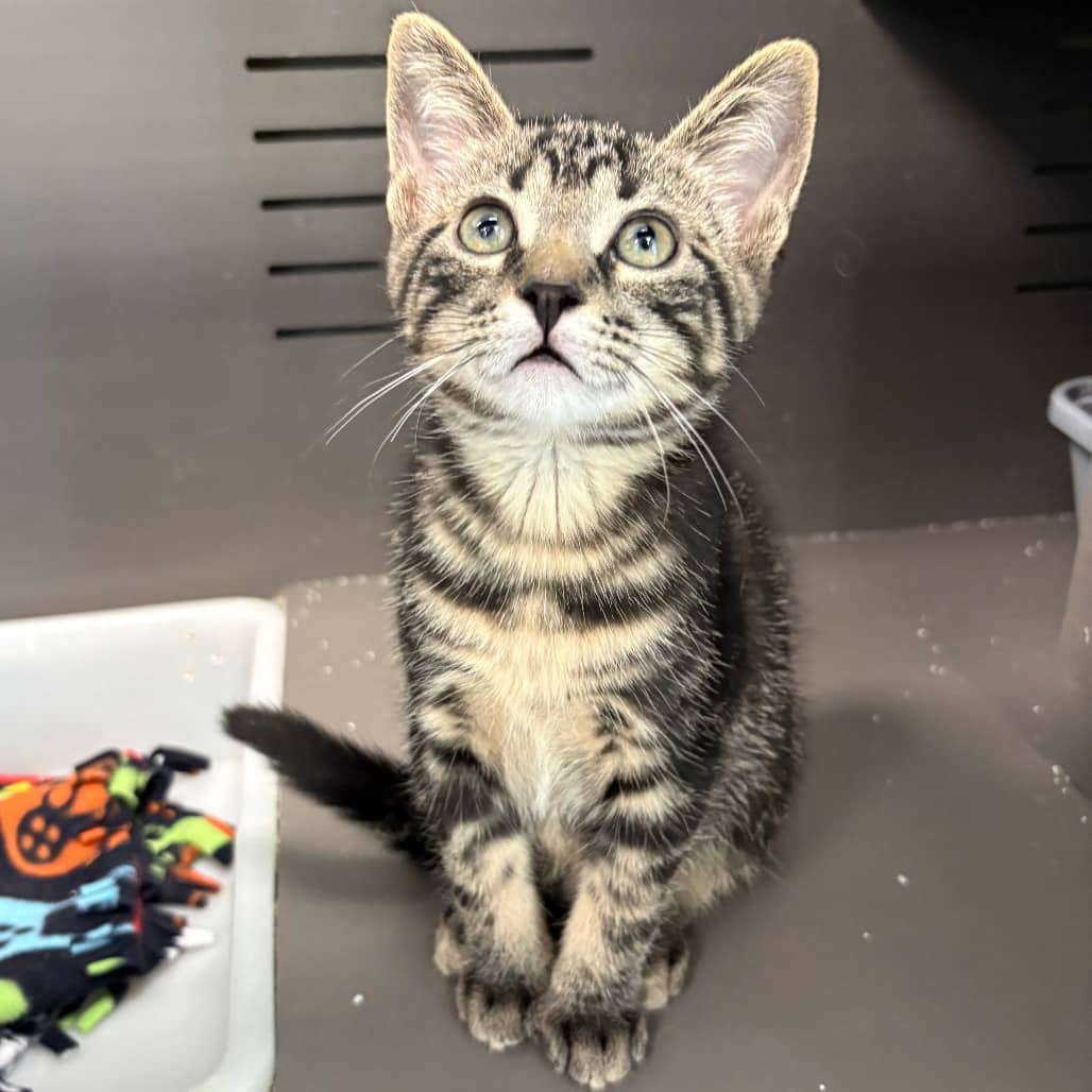 Ross - Domestic Shorthair / Domestic Shorthair available for adoption