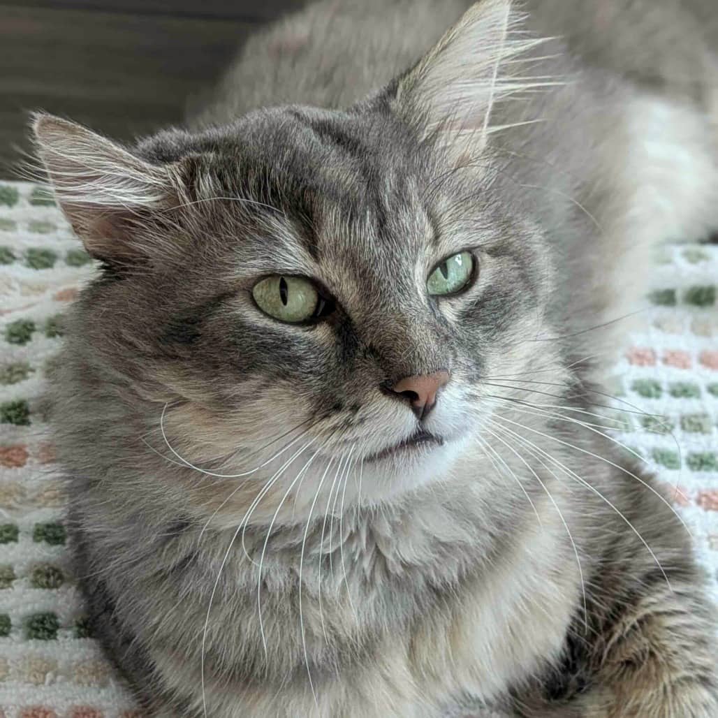 Beansprout - Domestic Medium Hair available for adoption