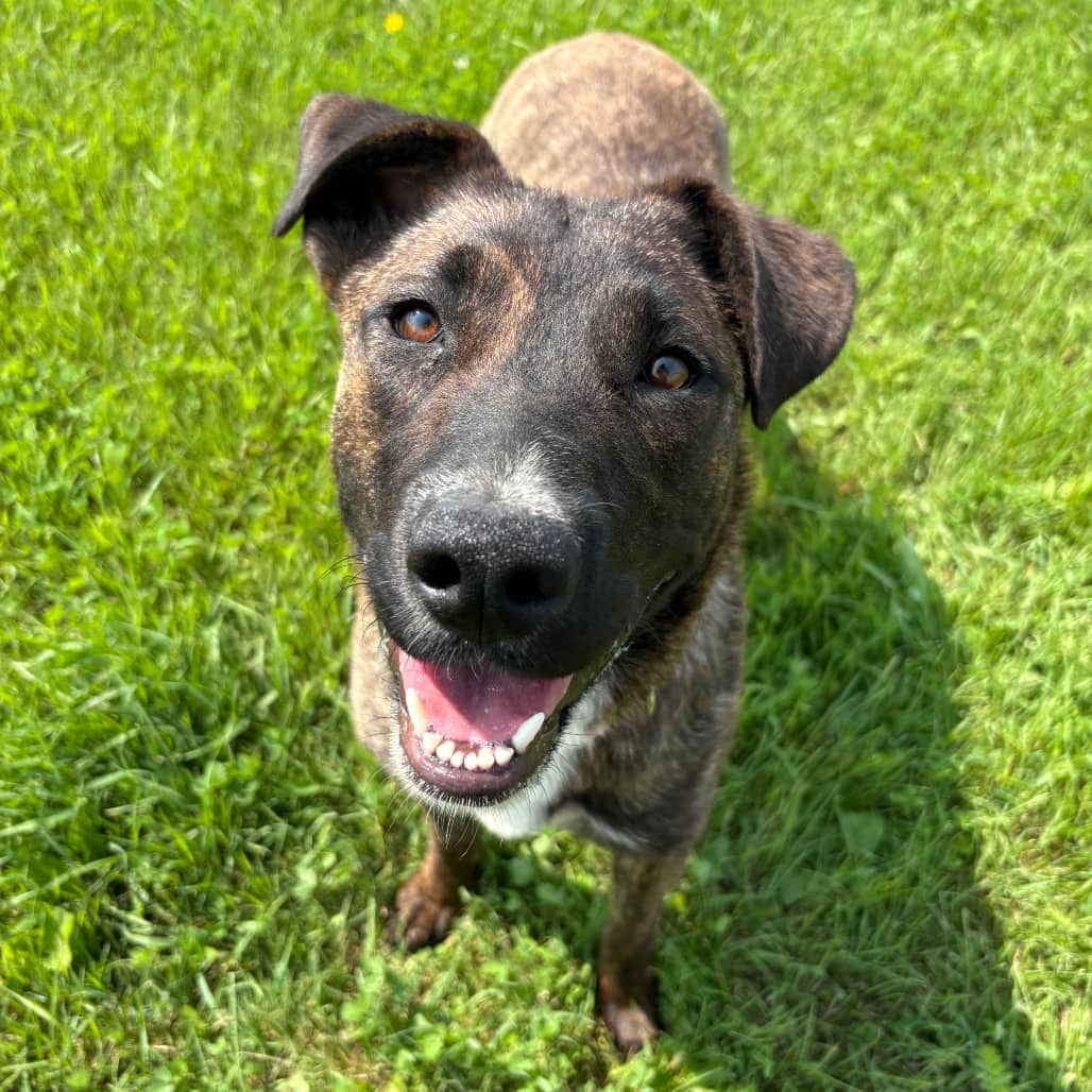 Simone - Terrier, Pit Bull / Shepherd available for adoption in Calgary