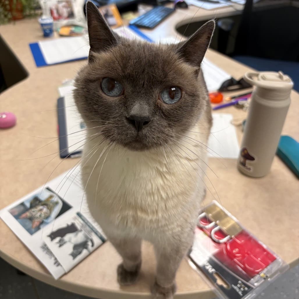Sullivan - Domestic Shorthair / Siamese cat available for adoption at North East SPCA in Melfort