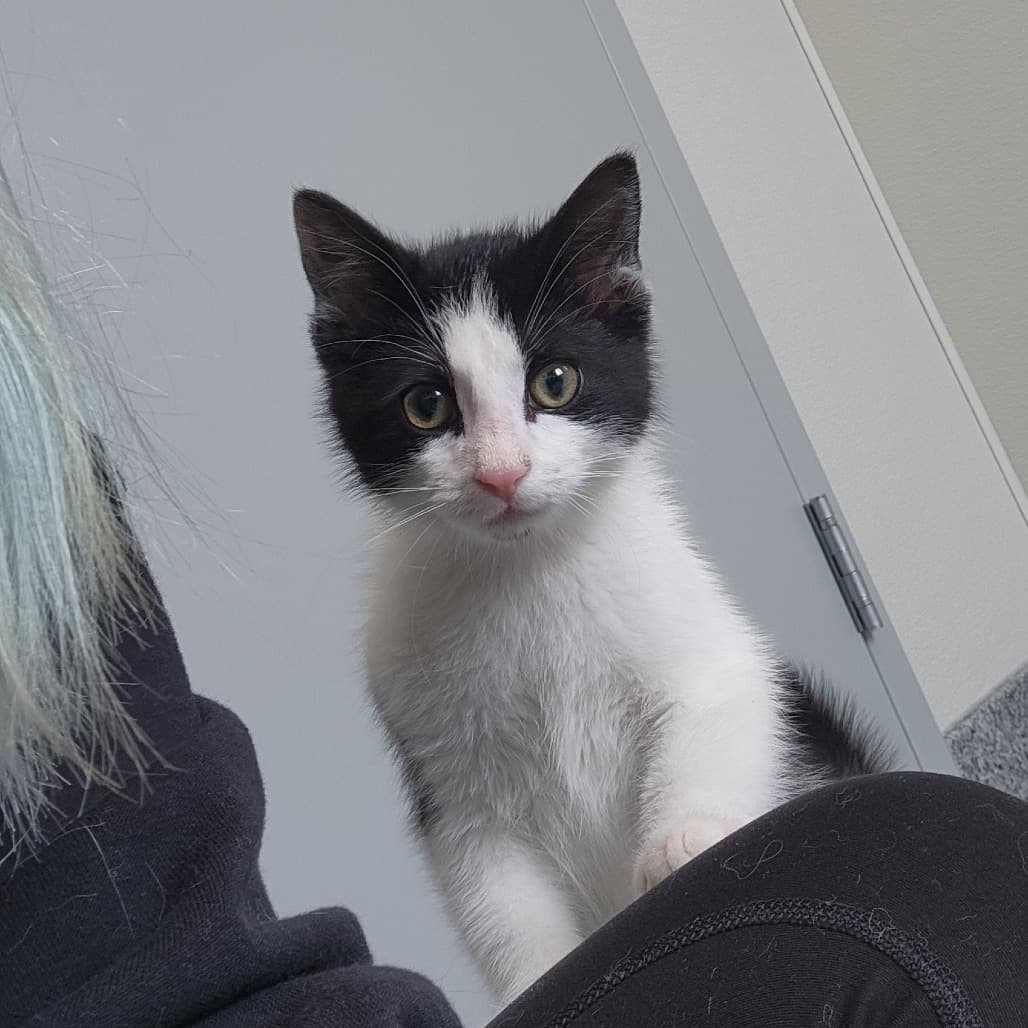 Chicken - Domestic Shorthair cat available for adoption in Calgary