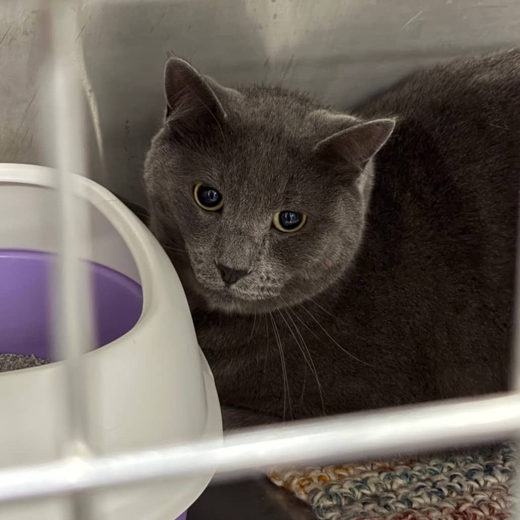 Rupert - Domestic Shorthair / Domestic Shorthair cat available for adoption at North East SPCA in Melfort