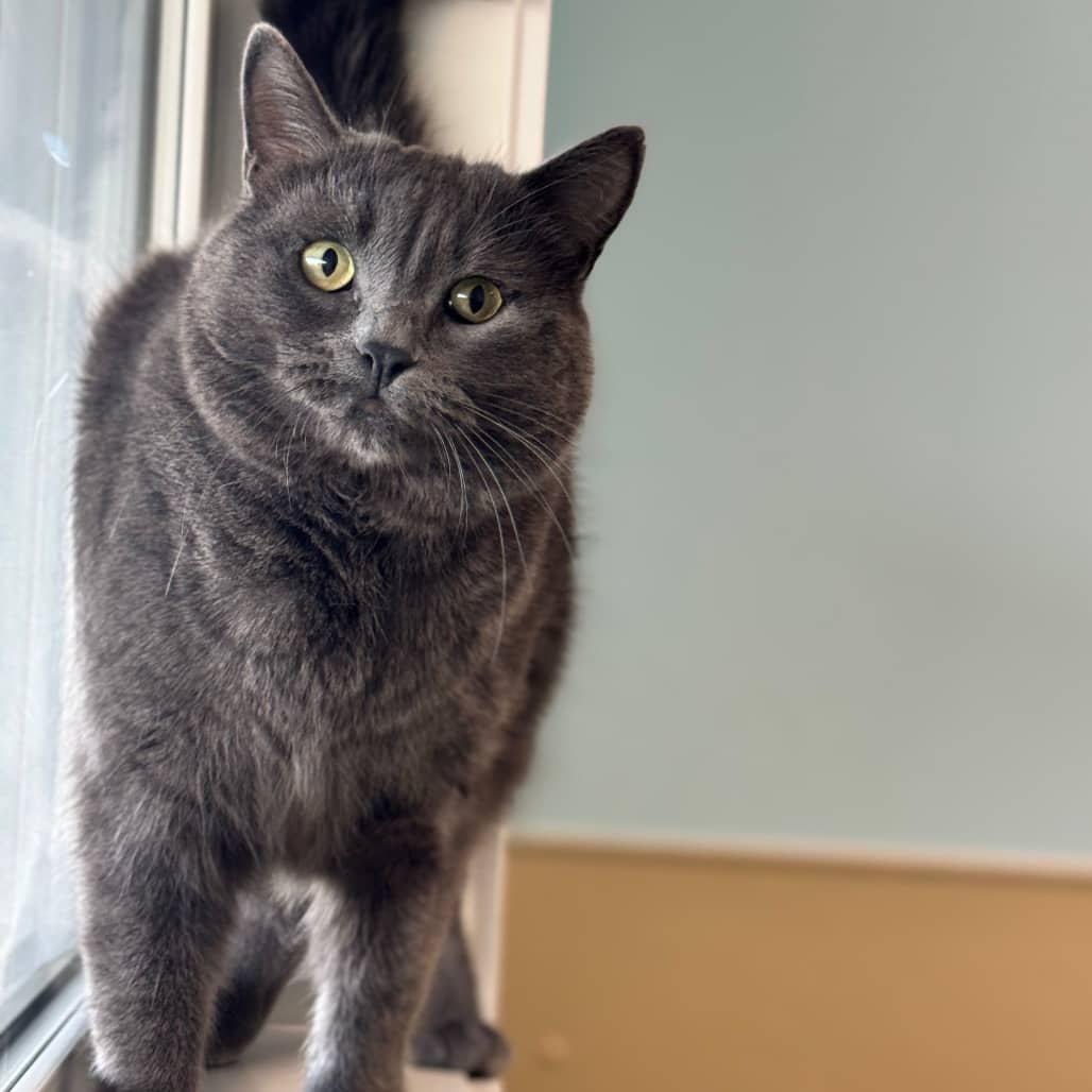 Sookie - Domestic Shorthair cat available for adoption at Prince Albert SPCA in Prince Albert
