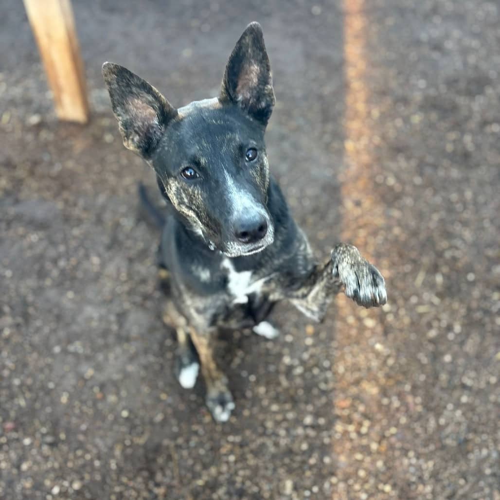 Crystal - MIXED BREED available for adoption in Alberta