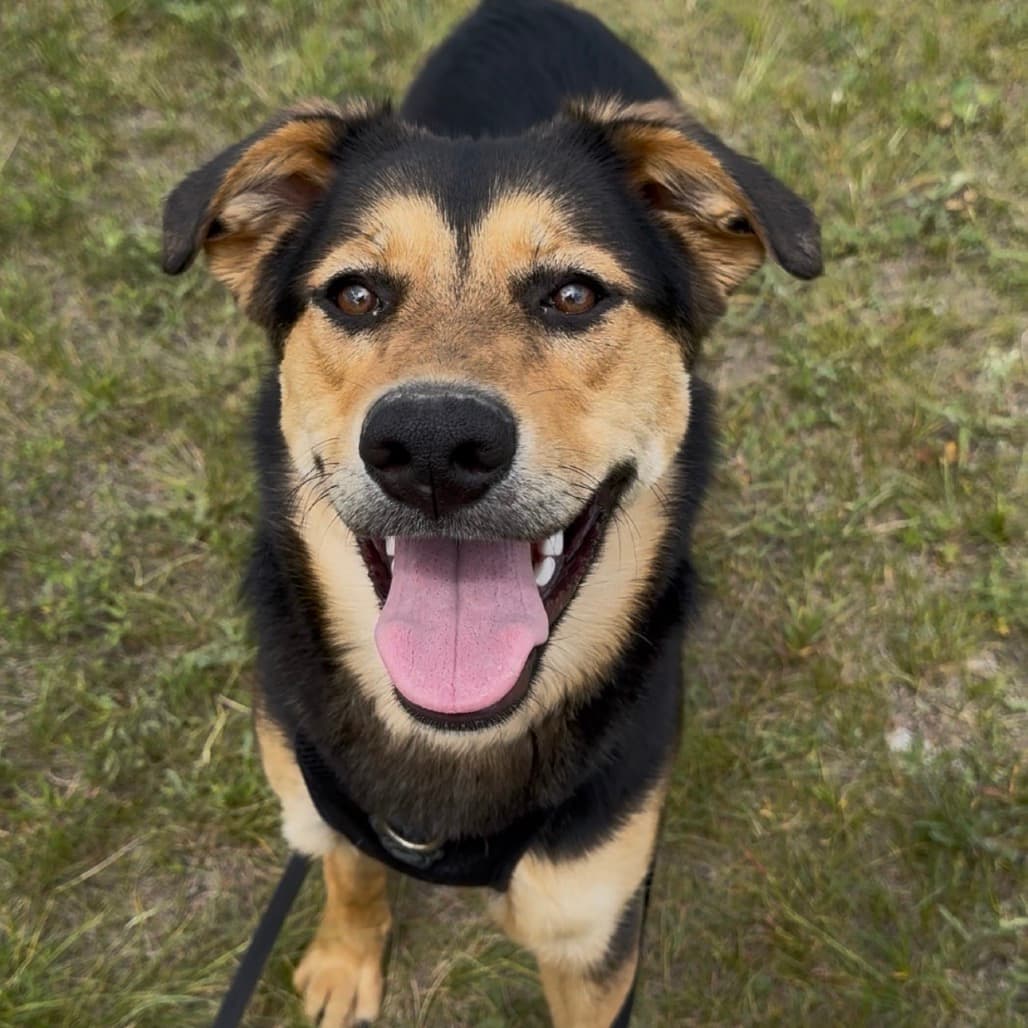 Athena - Mixed Breed (Large) available for adoption