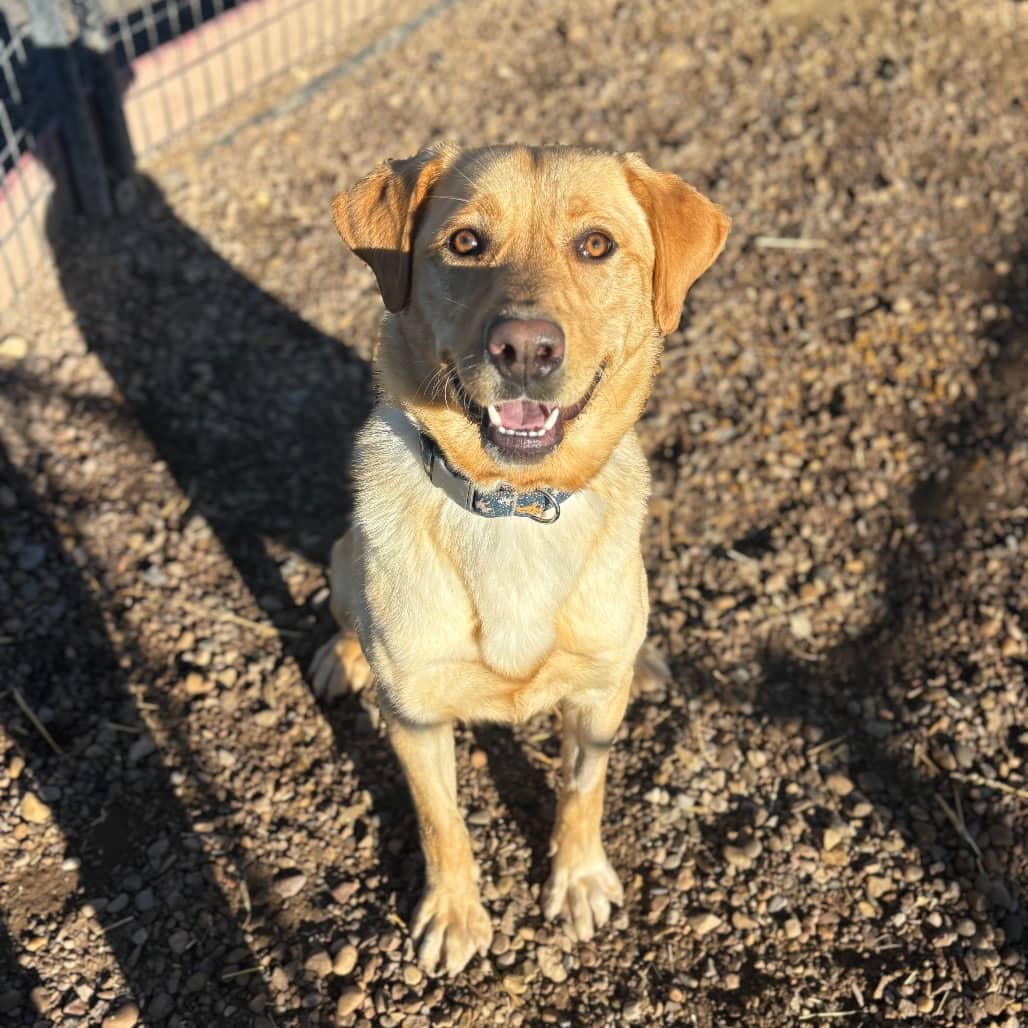Scram - RETRIEVER, YELLOW LABRADOR/MIX available for adoption in Alberta