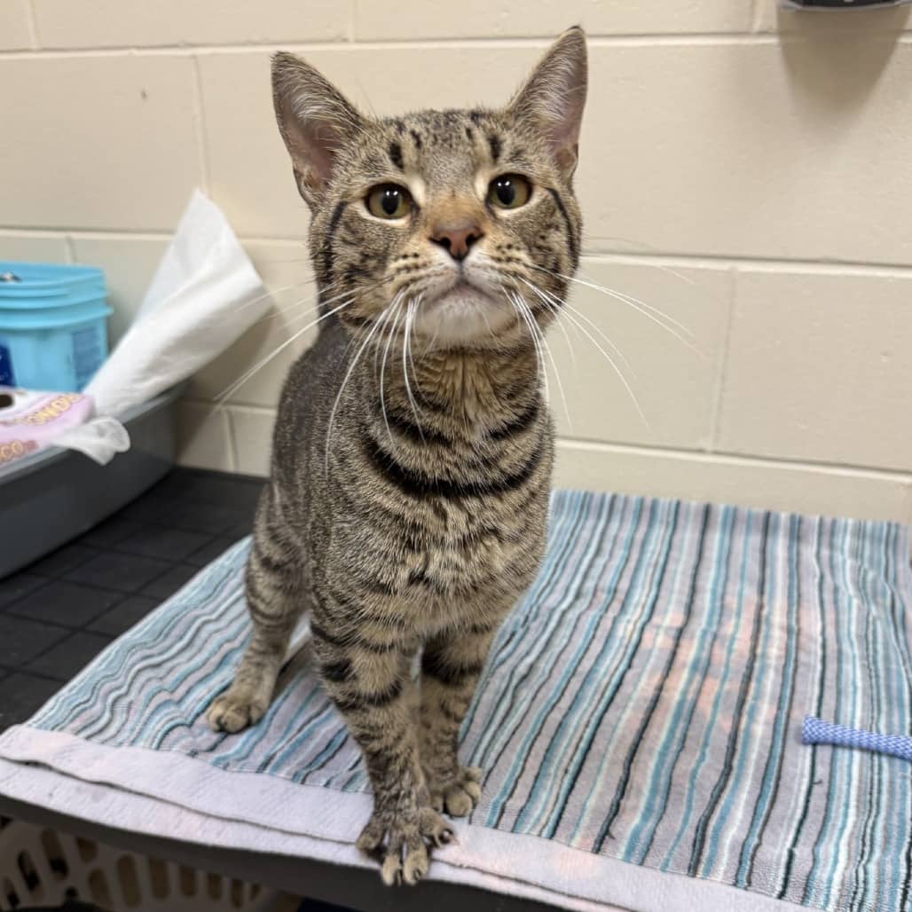 Prince Charming - Domestic Shorthair available for adoption