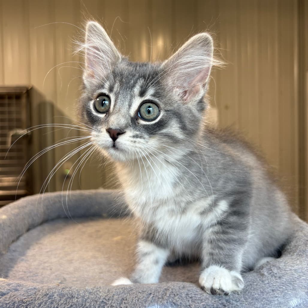 Sylvie - Domestic Medium Hair cat available for adoption at North East SPCA in Melfort