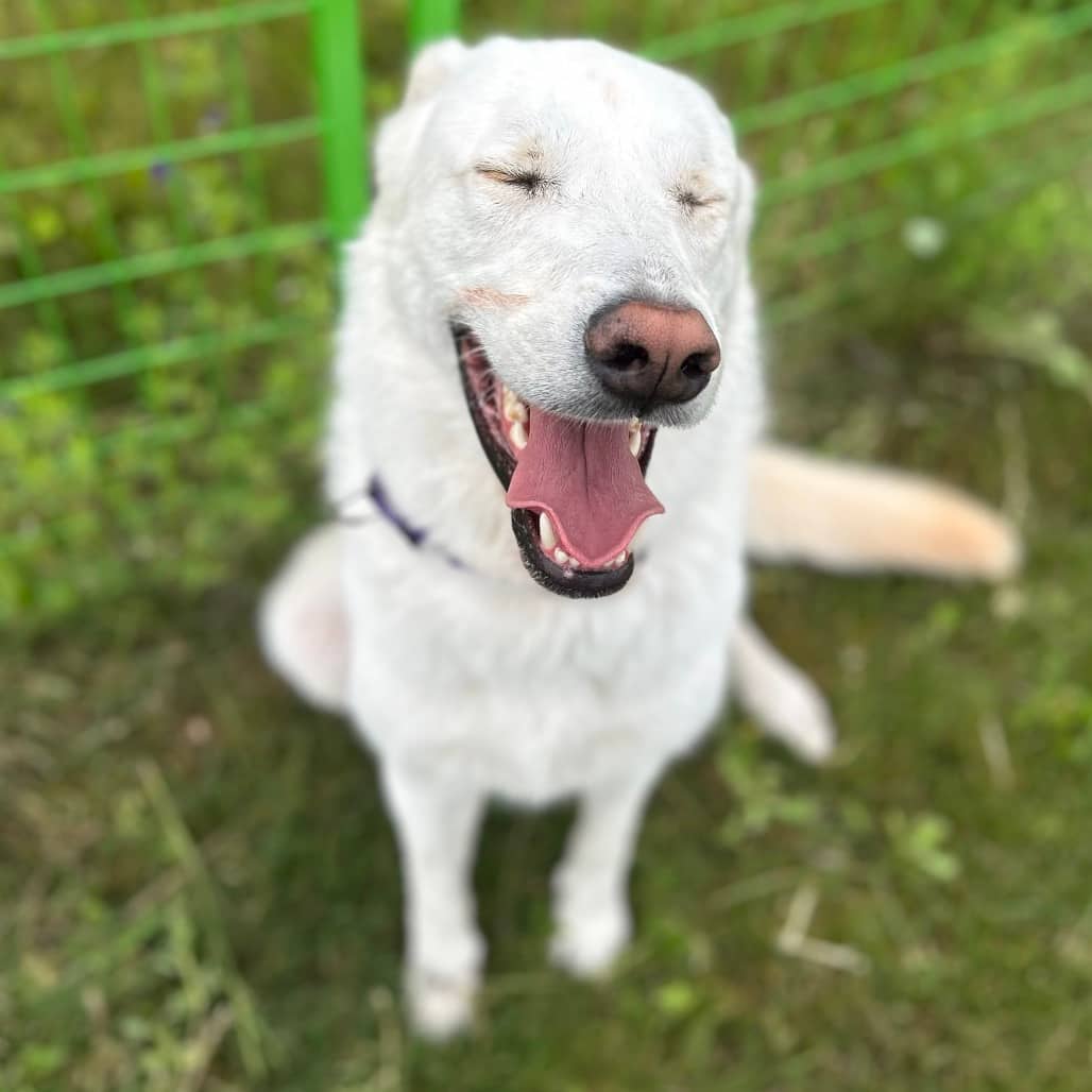 Frankie 2 - MIXED BREED available for adoption