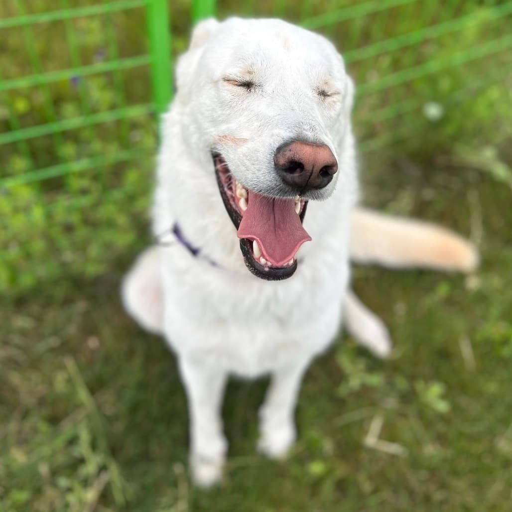 Frankie - MIXED BREED available for adoption