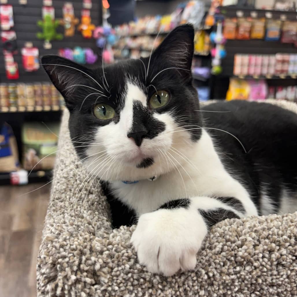 Starla - Domestic Shorthair available for adoption