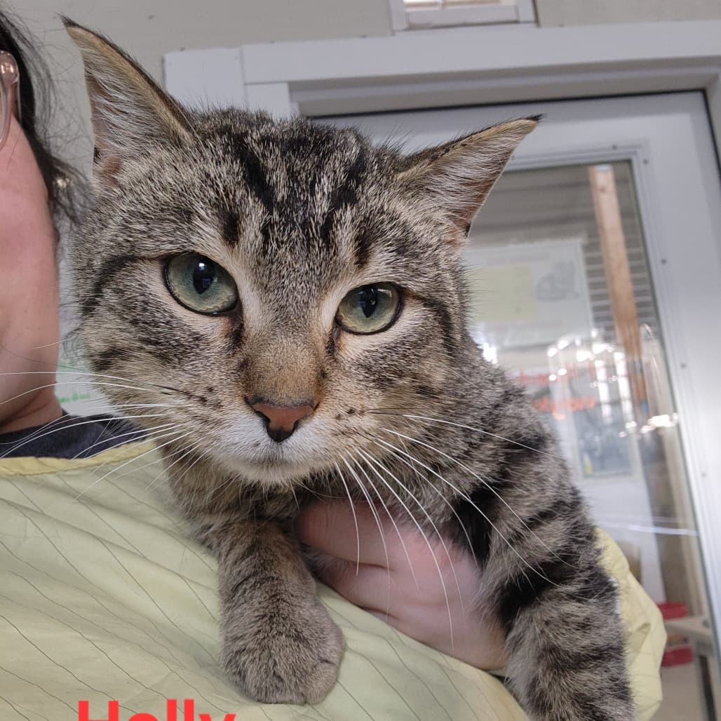 Holly - Domestic Shorthair cat available for adoption at Humboldt & District SPCA in Humboldt