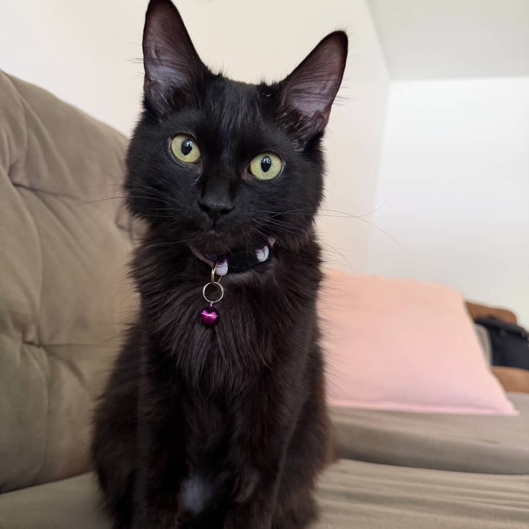 Hera - Domestic Longhair available for adoption