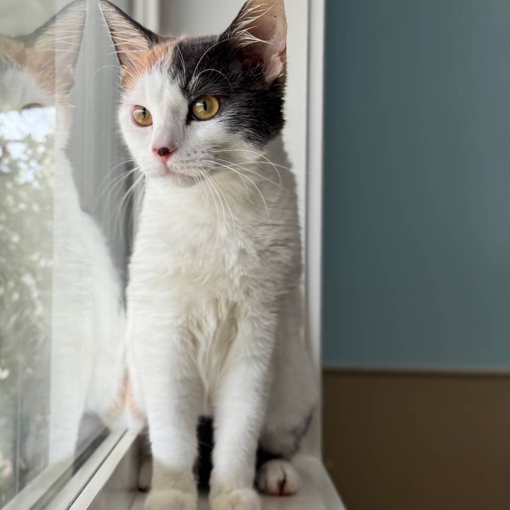 Marble - Domestic Shorthair available for adoption