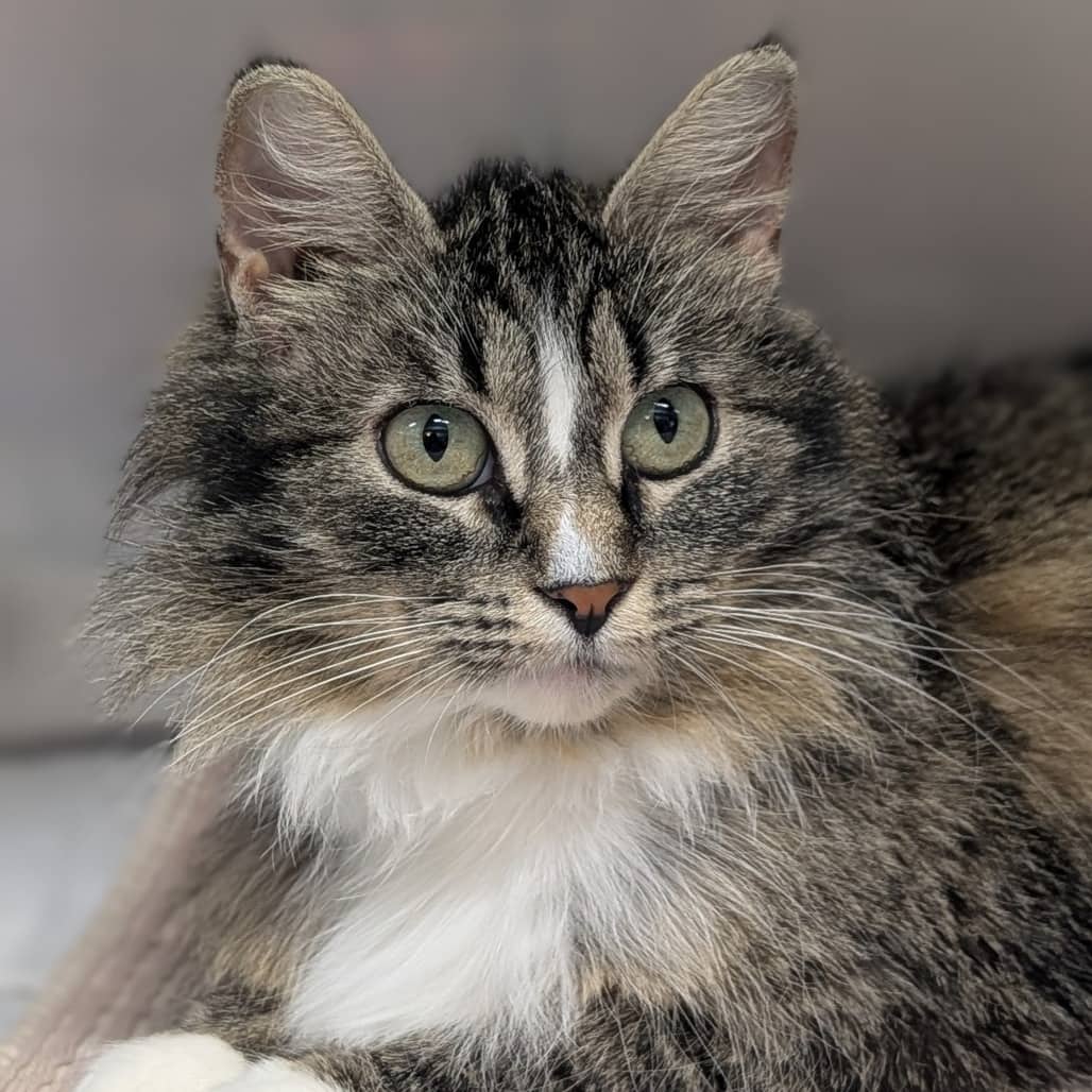 Moon Joy - Domestic Medium Hair available for adoption