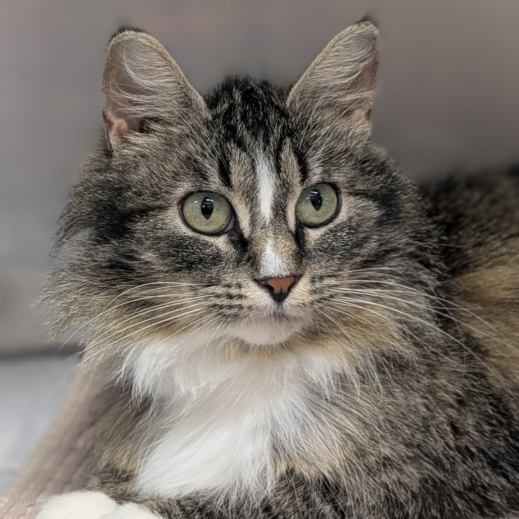 Moon Joy - Domestic Medium Hair cat available for adoption at SPCA Swift Current in Swift Current