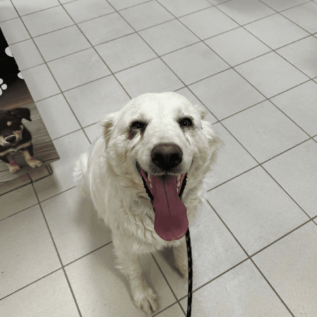 Luna - PYRENEES, GREAT/MIX available for adoption in Alberta