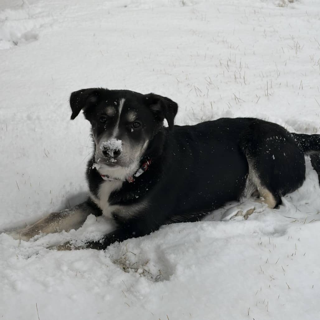 Watt - Mixed Breed available for adoption