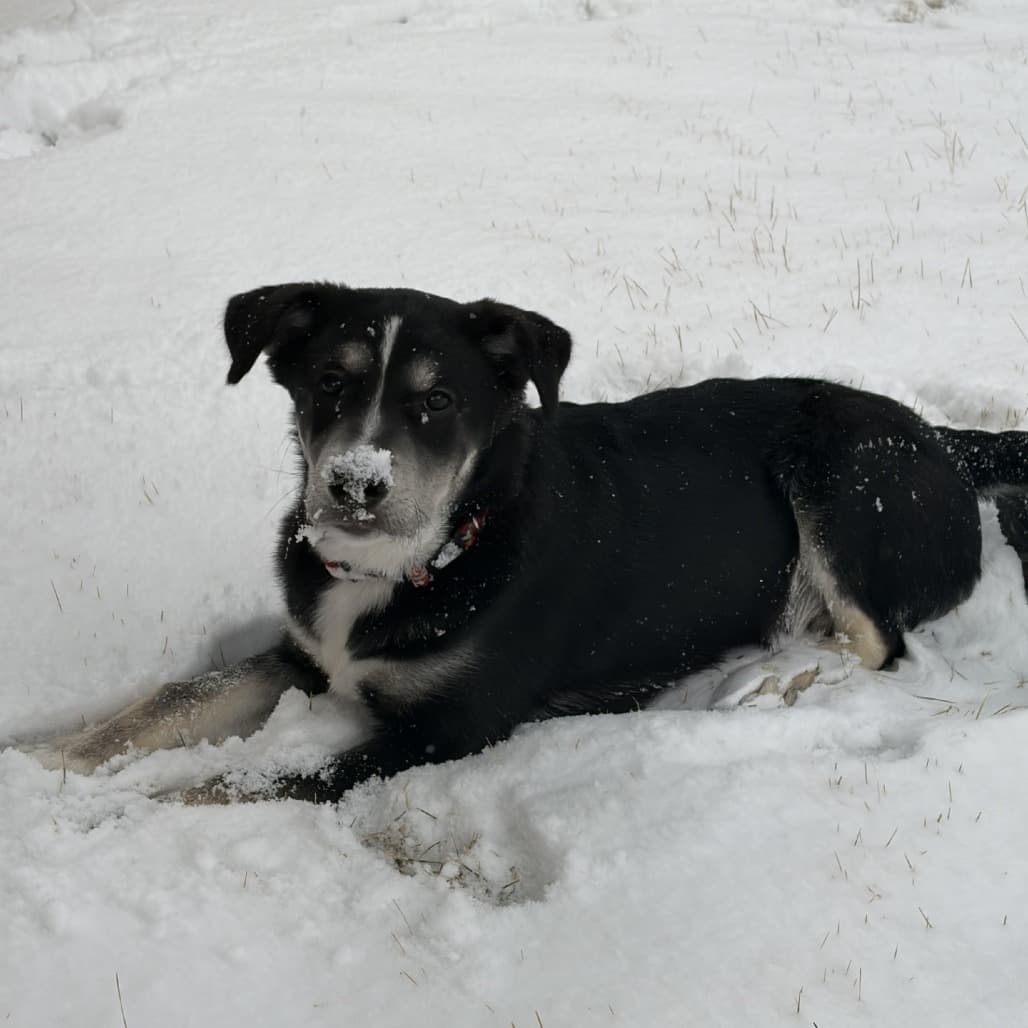 Watt - Mixed Breed available for adoption at Pause 4 Change in Calgary