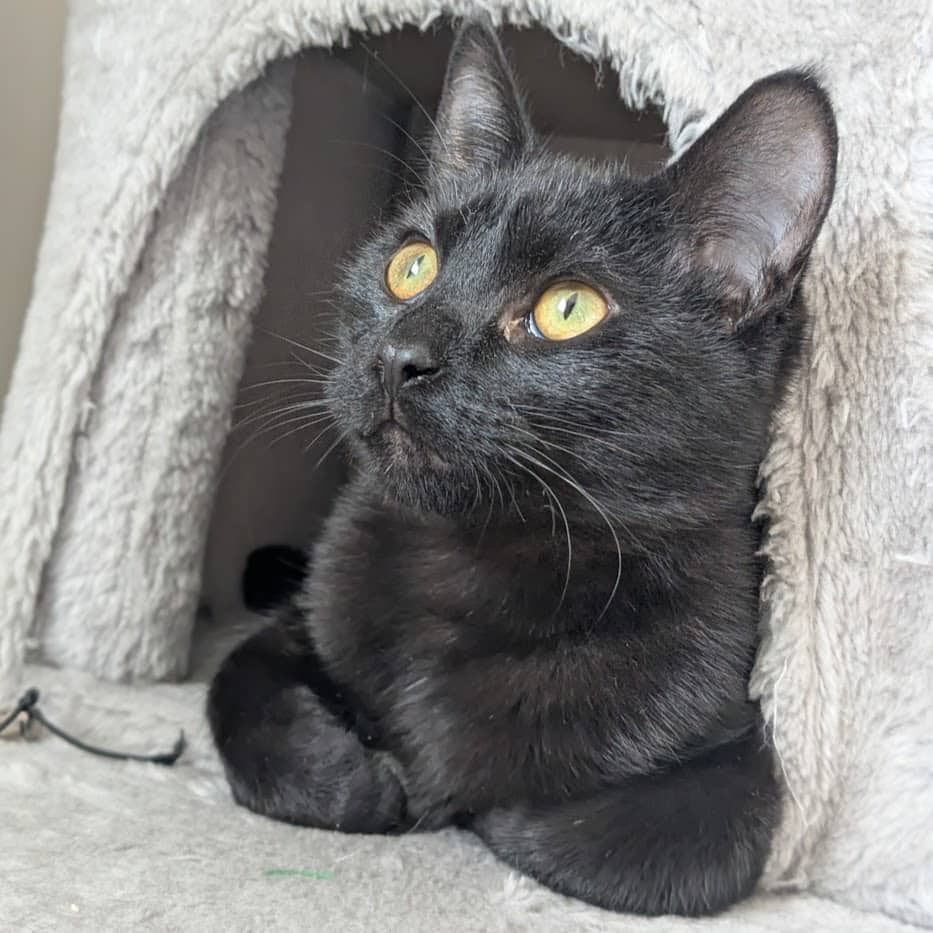 Robby (& Bamma) - Domestic Shorthair cat available for adoption at SCARS in Edmonton (1 of 6)