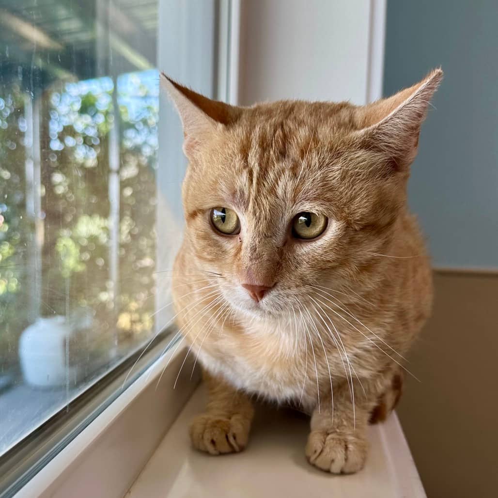 Ketchup - Domestic Shorthair available for adoption
