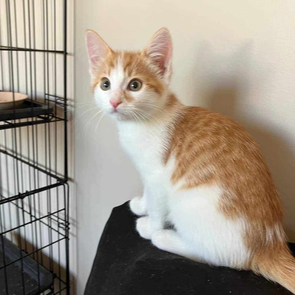 Knoppers - Domestic Shorthair cat available for adoption at SCARS in Edmonton (1 of 6)