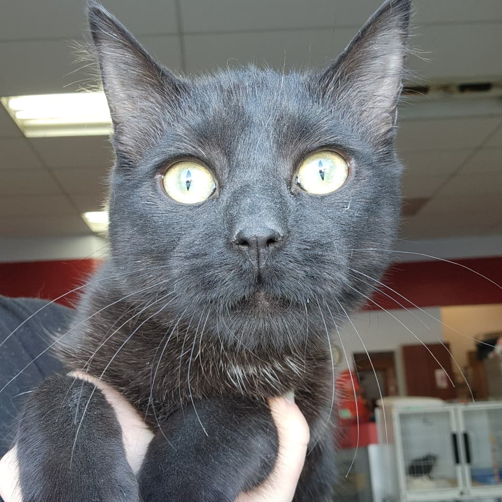 Otto - Domestic Shorthair cat available for adoption at Humboldt & District SPCA in Humboldt