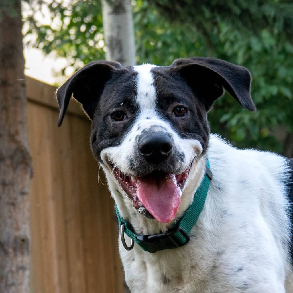 Daniels - MIXED BREED available for adoption at SCARS in Calgary (1 of 6)