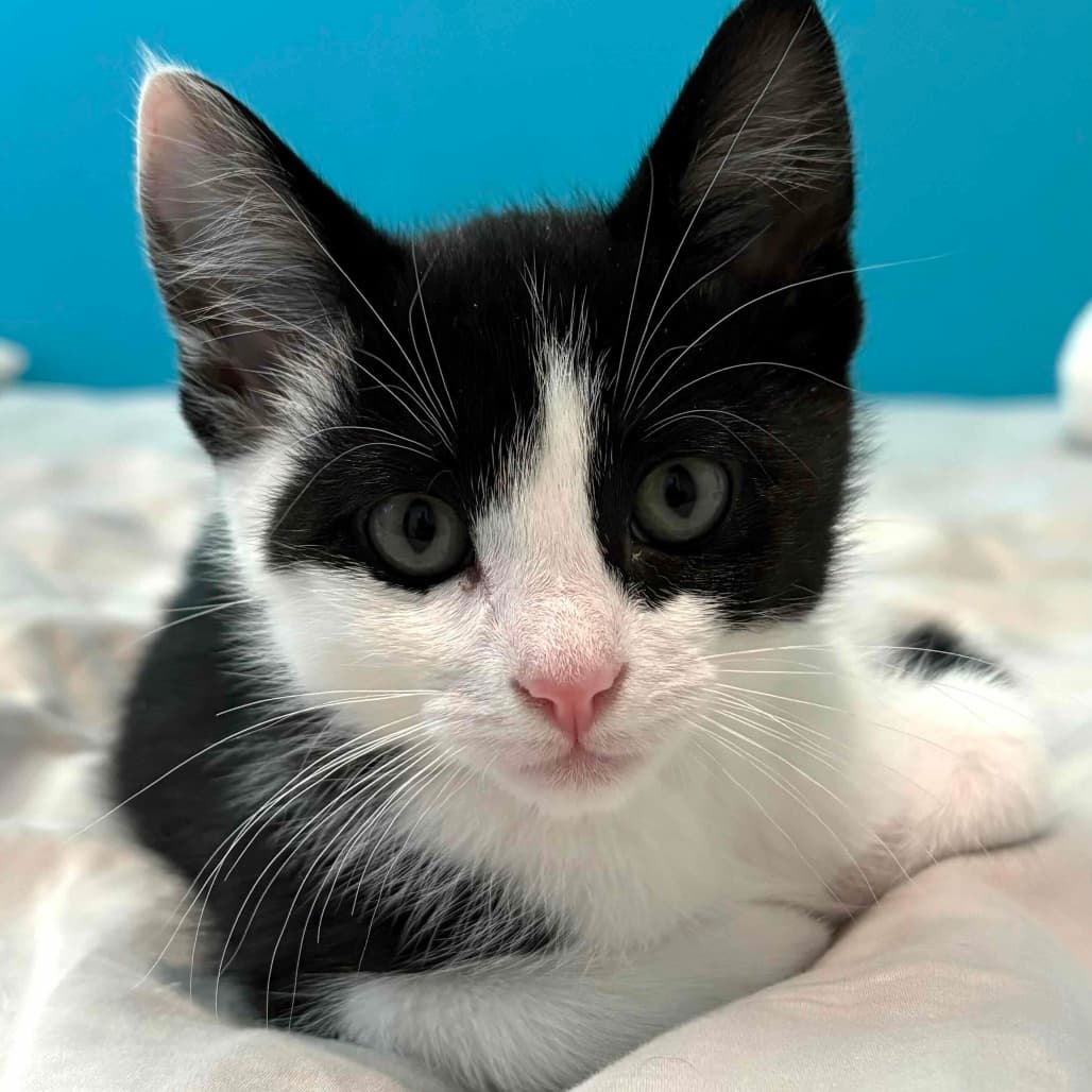 Chantelle - Domestic Shorthair cat available for adoption at Vancouver Orphan Kitten Rescue Association in Vancouver