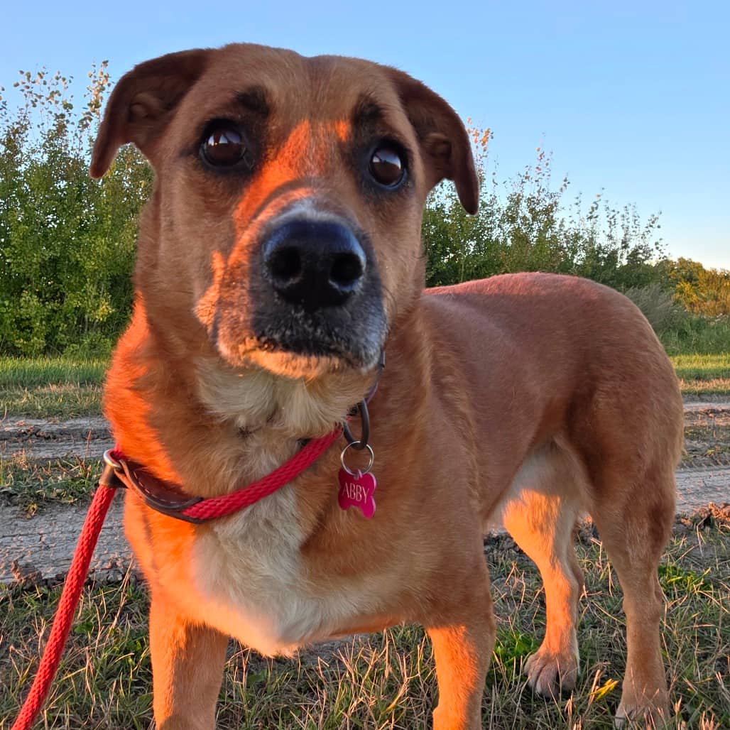Abby - Terrier/Corgi, Cardigan Welsh available for adoption in Saskatchewan