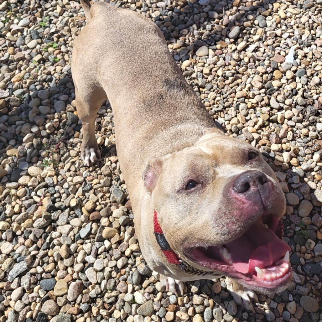 Kiwi - Terrier, Pit Bull available for adoption