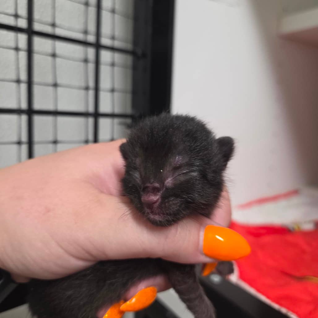 Dill - Domestic Shorthair available for adoption