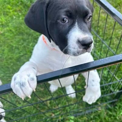 Acorn - Mixed Breed available for adoption