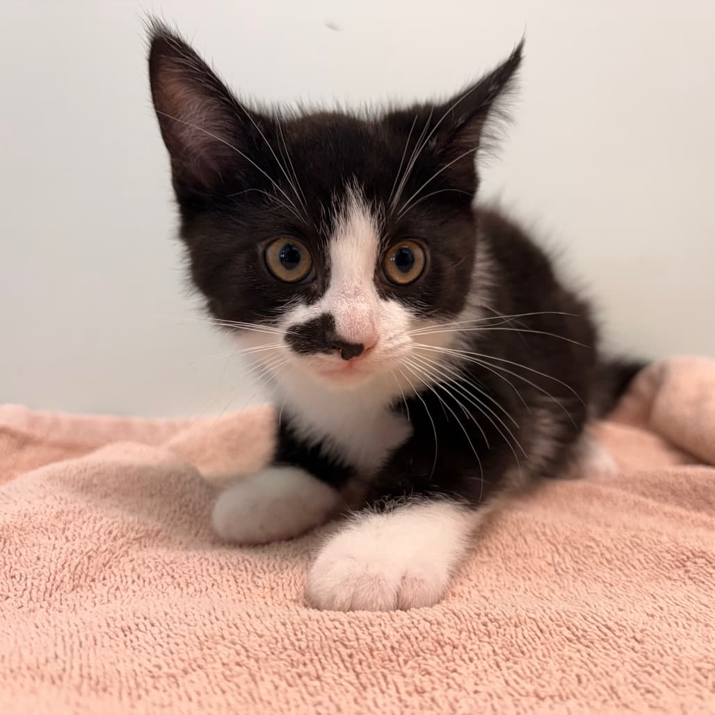 Blackjack - Domestic Shorthair available for adoption
