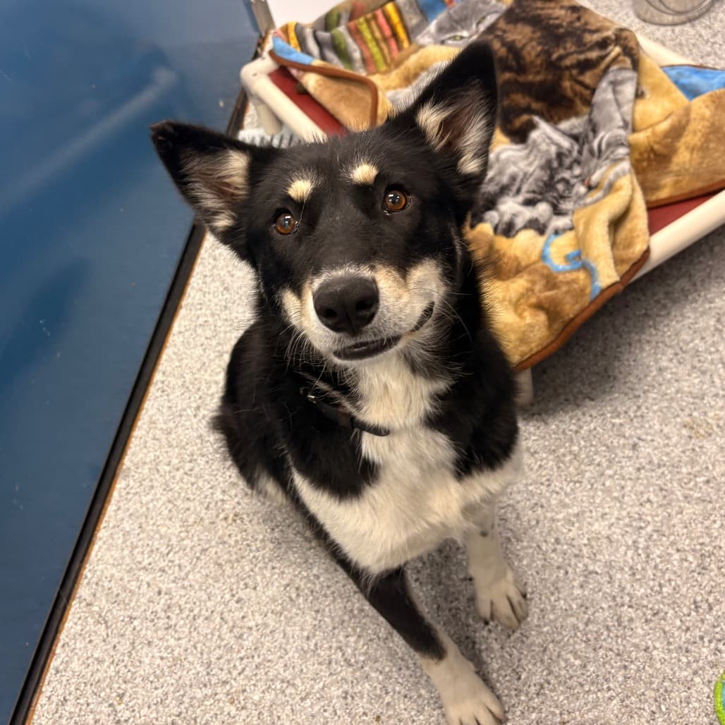 Ziggy - Husky / Collie, Border available for adoption at Saskatoon SPCA in Saskatoon