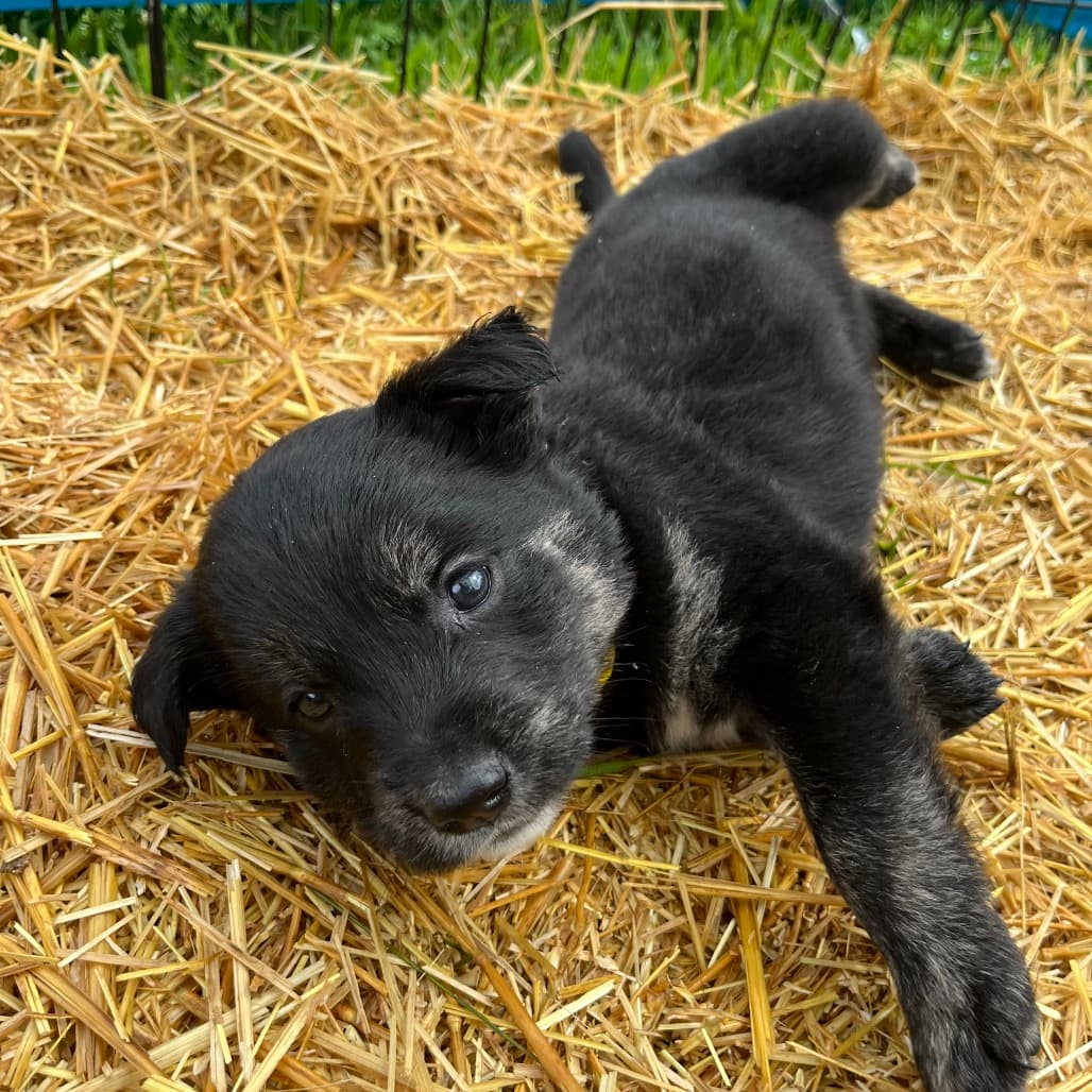 River - COLLIE, BORDER/MIX available for adoption