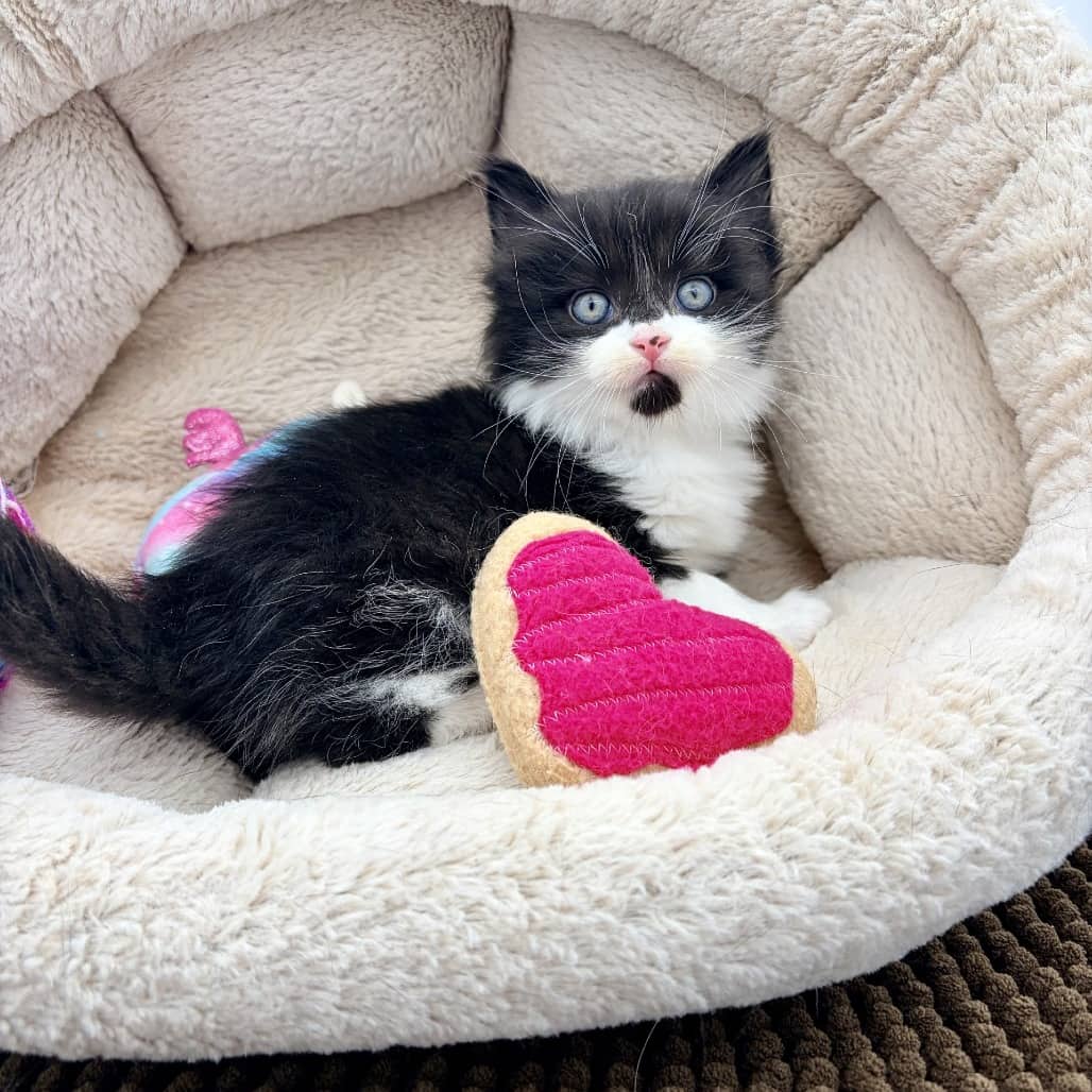 Valentina - Domestic Medium Hair cat available for adoption at Moose Jaw Humane Society in Moose Jaw