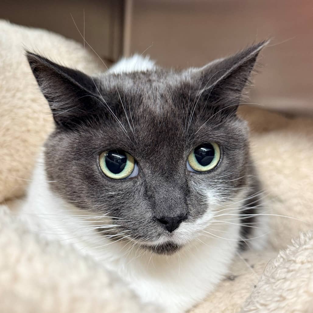 Luna - Domestic Shorthair cat available for adoption at Moose Jaw Humane Society in Moose Jaw