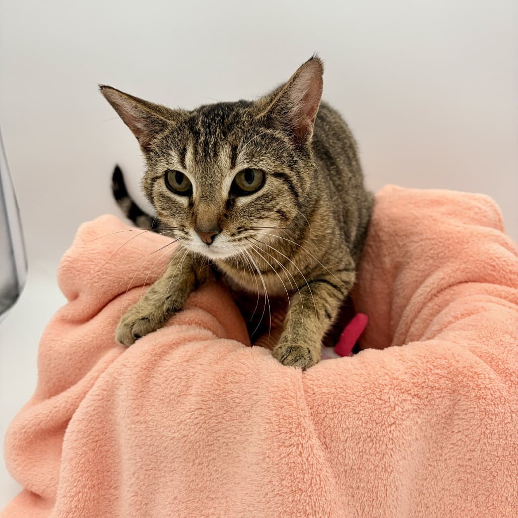 Elly - Domestic Shorthair cat available for adoption in Calgary
