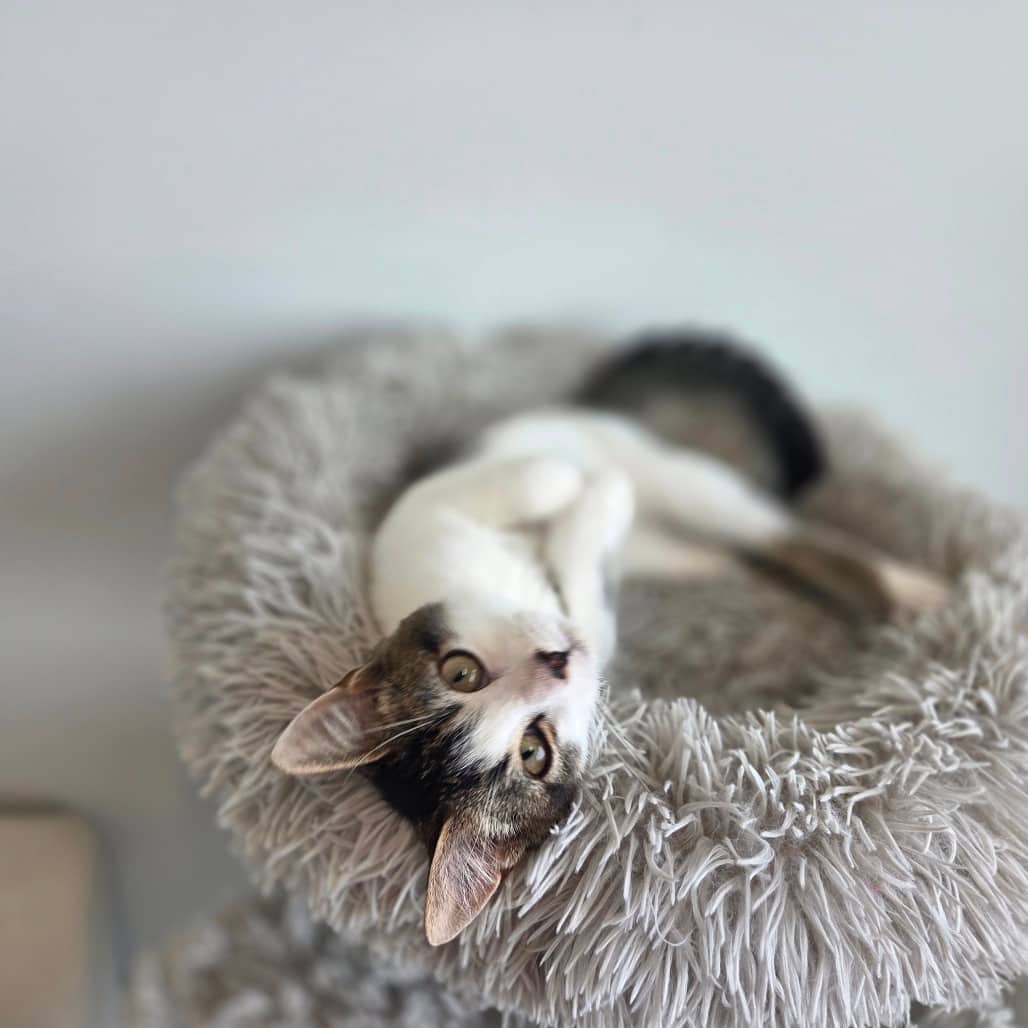 Lynx - Domestic Shorthair cat available for adoption in Saskatchewan