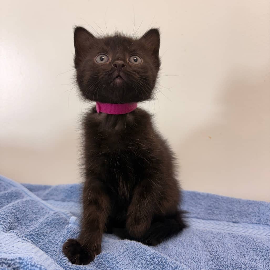 Ginger Rogers - Domestic Shorthair cat available for adoption at Saskatoon SPCA in Saskatoon