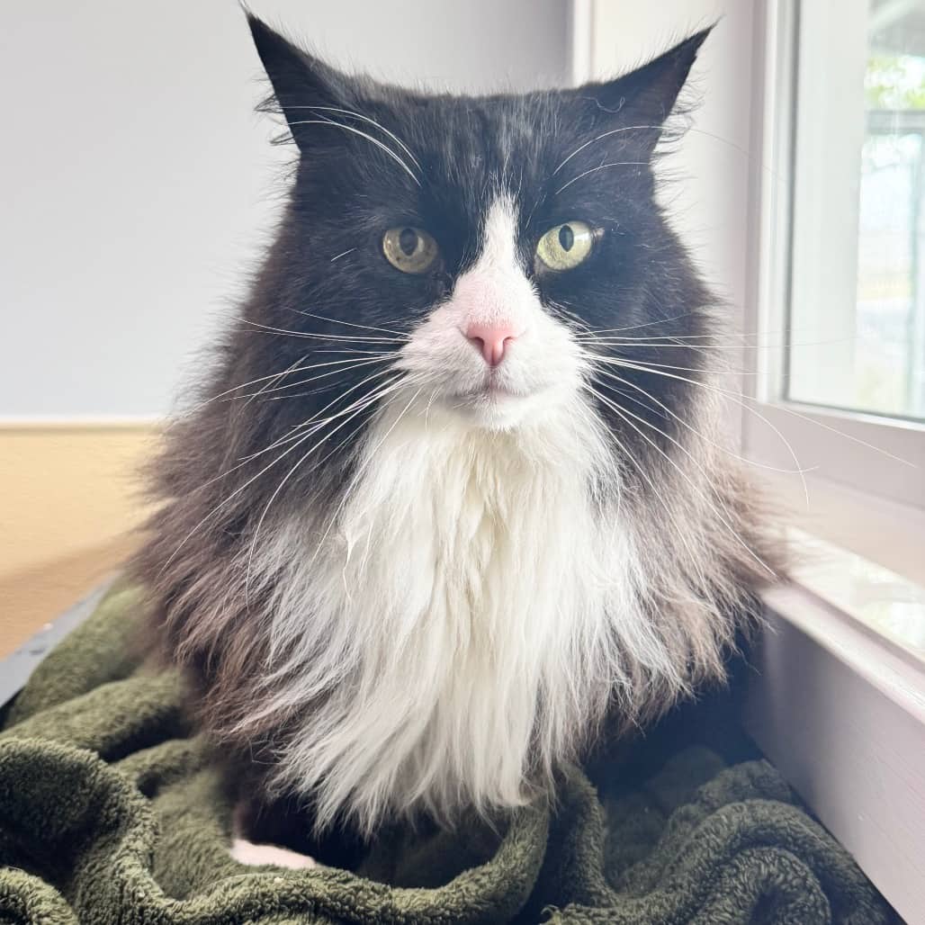Sylvester - Domestic Longhair cat available for adoption in Saskatchewan