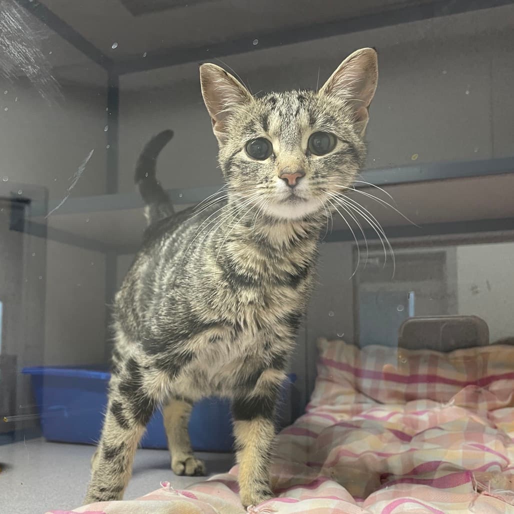 Chirp - Domestic Shorthair cat available for adoption at Battlefords Humane Society in Saskatchewan