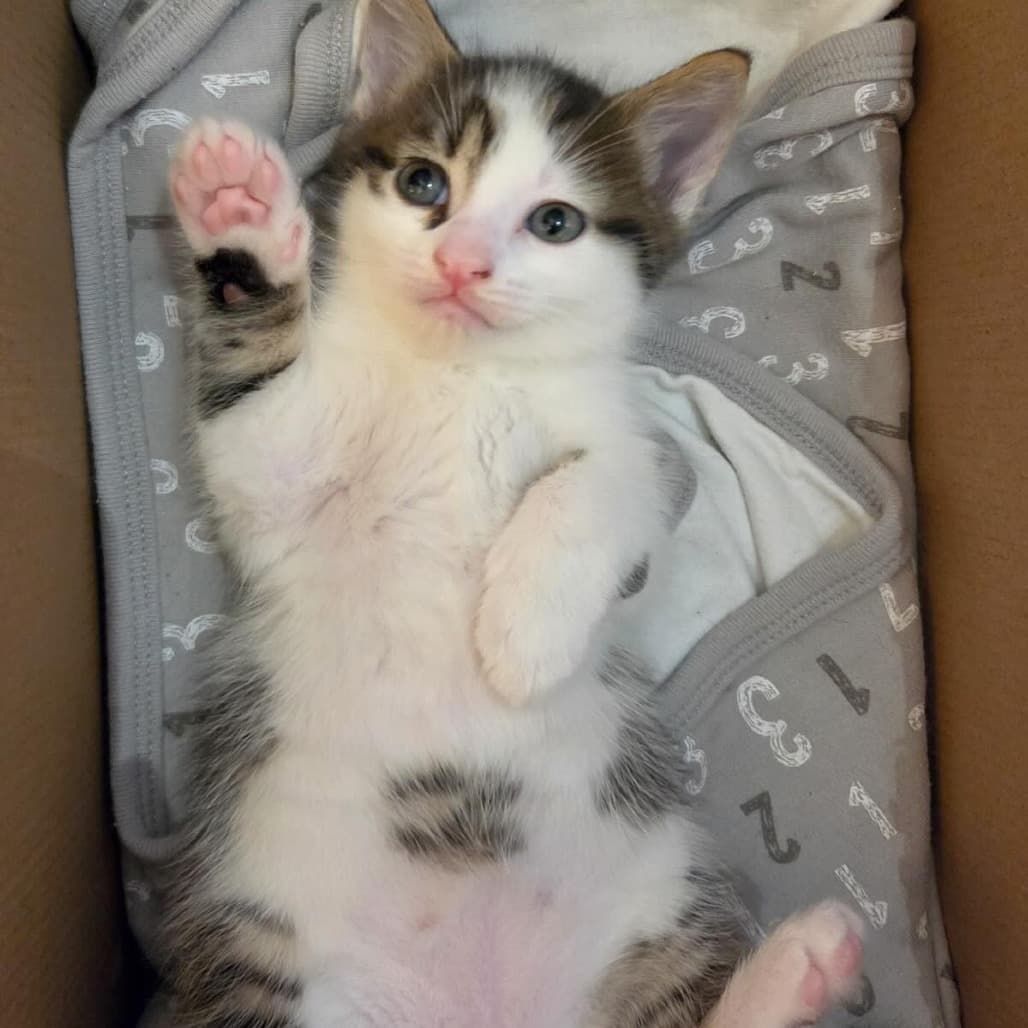 Panda - Domestic Shorthair cat available for adoption at Vancouver Orphan Kitten Rescue Association in Vancouver