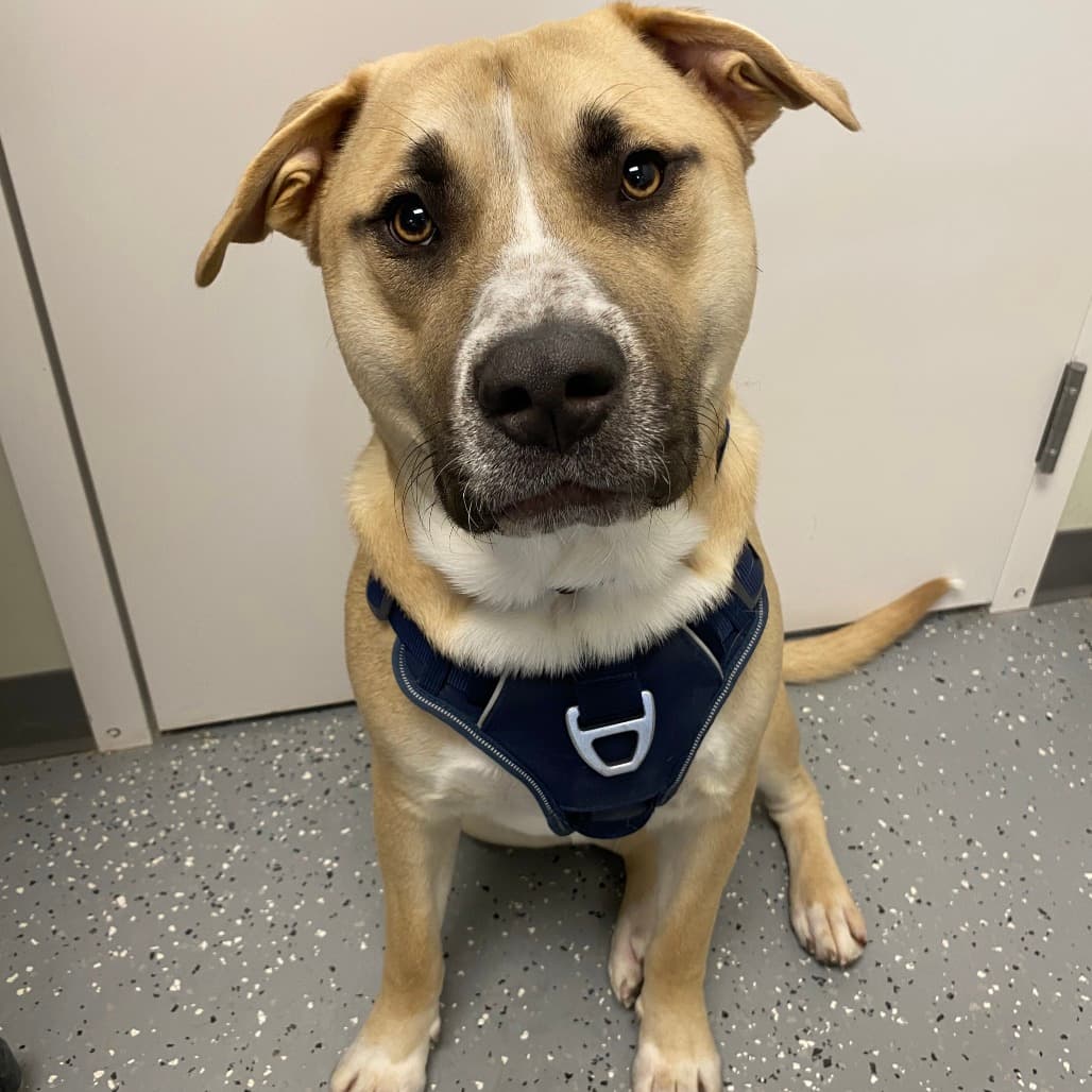 Charlie - Terrier, Pit Bull / Retriever, Labrador available for adoption